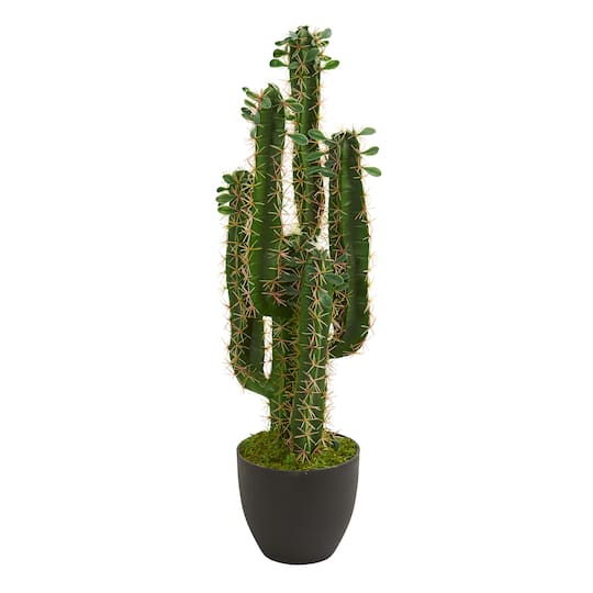 2.5’ Potted Cactus Plant